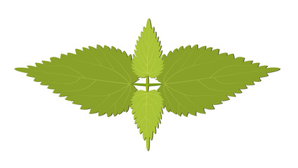Nettle dioecious top view, useful medical herb for logo, icon, design