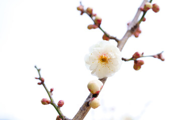 白梅　白い空の背景