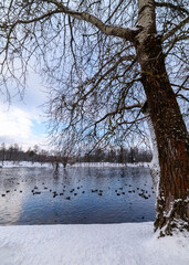 Winter landscape in the park by the lake with birds. Snow-covered trees against a blue sky