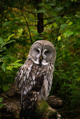 Portrait of an owl