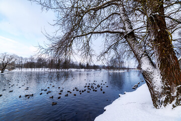 Winter landscape in the park by the lake with birds. Snow-covered trees against a blue sky