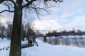 Winter landscape in the park by the lake with birds. Snow-covered trees against a blue sky
