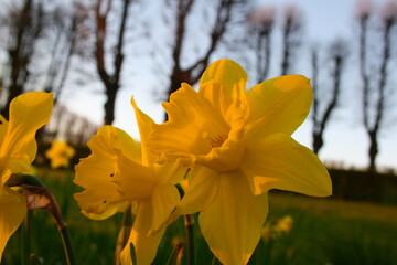 daffodils in spring