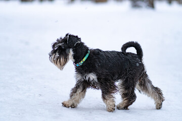 Miniature Schnauzer dog beard snow white, from cute pet for miniature for young mammal, mustache spring. Wooden small lake, one grass fun