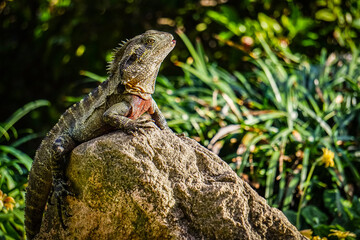 Eastern Water Dragon on a rock