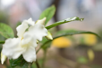 close up of a white flower