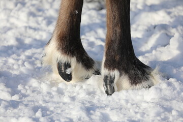 Reindeer hooves on a winter day in the Arctic