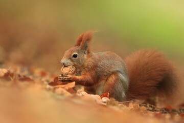 Naklejka na ściany i meble Beautiful portrait of a cute red squirrel. Sciurus vulgaris. Autumn scene with a european squirrel.