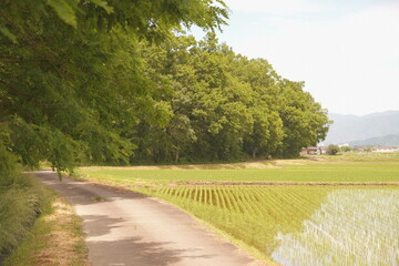 田舎道