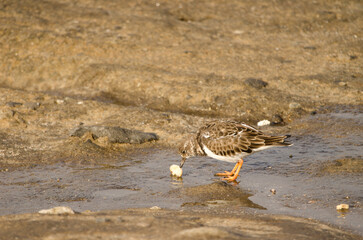 Ruddy turnstone Arenaria interpres with a macadamia nut. El Confital. La Isleta. Las Palmas de Gran Canaria. Gran Canaria. Canary Islands. Spain.