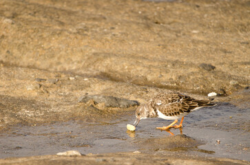 Ruddy turnstone Arenaria interpres with a macadamia nut. El Confital. La Isleta. Las Palmas de Gran Canaria. Gran Canaria. Canary Islands. Spain.