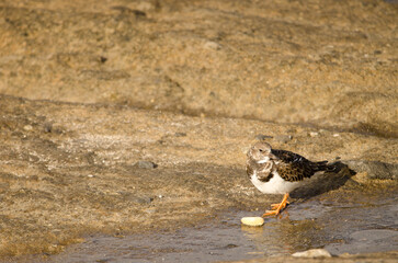 Ruddy turnstone Arenaria interpres with a macadamia nut. El Confital. La Isleta. Las Palmas de Gran Canaria. Gran Canaria. Canary Islands. Spain.