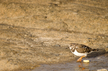 Ruddy turnstone Arenaria interpres with a macadamia nut. El Confital. La Isleta. Las Palmas de Gran Canaria. Gran Canaria. Canary Islands. Spain.