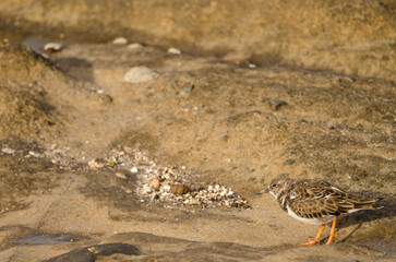 Ruddy turnstone Arenaria interpres. El Confital. La Isleta Protected Landscape. Las Palmas de Gran Canaria. Gran Canaria. Canary Islands. Spain.