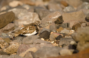 Ruddy turnstone Arenaria interpres. El Confital. La Isleta Protected Landscape. Las Palmas de Gran Canaria. Gran Canaria. Canary Islands. Spain.