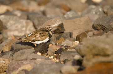 Ruddy turnstone Arenaria interpres. El Confital. La Isleta Protected Landscape. Las Palmas de Gran Canaria. Gran Canaria. Canary Islands. Spain.