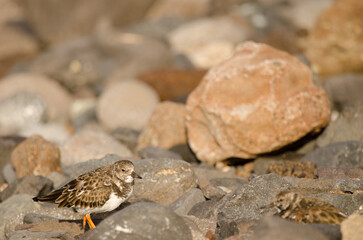 Ruddy turnstones Arenaria interpres. El Confital. La Isleta Protected Landscape. Las Palmas de Gran Canaria. Gran Canaria. Canary Islands. Spain.