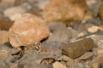 Ruddy turnstones Arenaria interpres. El Confital. La Isleta Protected Landscape. Las Palmas de Gran Canaria. Gran Canaria. Canary Islands. Spain.