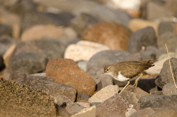 Common sandpiper Actitis hypoleucos. El Confital. La Isleta Protected Landscape. Las Palmas de Gran Canaria. Gran Canaria. Canary Islands. Spain.