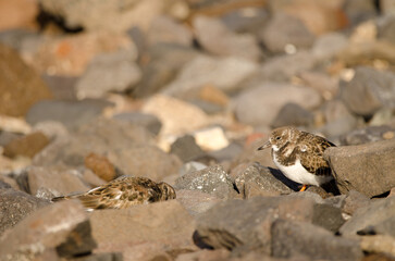 Ruddy turnstones Arenaria interpres. El Confital. La Isleta Protected Landscape. Las Palmas de Gran Canaria. Gran Canaria. Canary Islands. Spain.