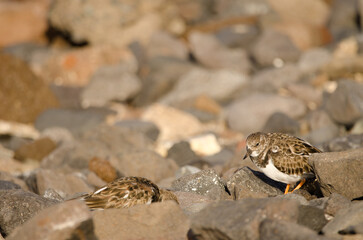 Ruddy turnstones Arenaria interpres. El Confital. La Isleta Protected Landscape. Las Palmas de Gran Canaria. Gran Canaria. Canary Islands. Spain.