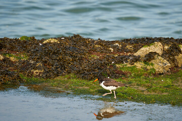 1 Oystercatcher (Haematopus ostralegus, Austernfischer) walking on the coast of the North Sea. Bird...