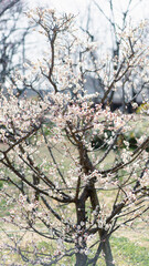 梅の花　京都　梅小路公園