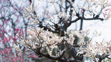 梅の花　京都　梅小路公園