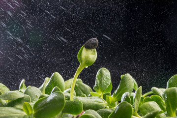 work of a manicurist. manicure tools. manicure salon