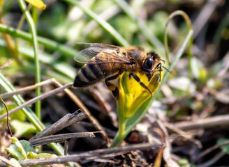 bee on a flower