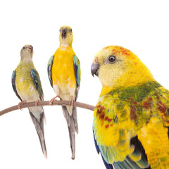 male and female parrot (haematonotus psephotus) singing isolated