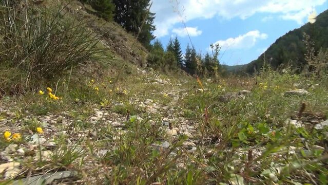 Climbing in Mountains Trail, Walking in Forest, Camping, Tourists Traveling in Alpine, Montane Roads, Tracking Foliage Leaves