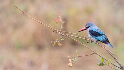 a woodlands kingfisher perched on a branch