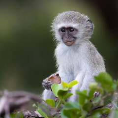 Fototapeta premium a cute baby vervet monkey