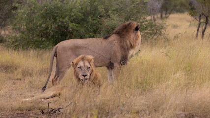 Two mature male lions in the wild