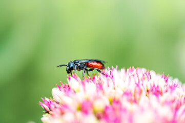 Buckelbiene (Sphecodes) auf einer rosa-weißen Blüte im Frühling. Der Hintergrund verschwimmt in grüner Unschärfe