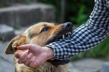 A male German shepherd bites a man by the hand.
