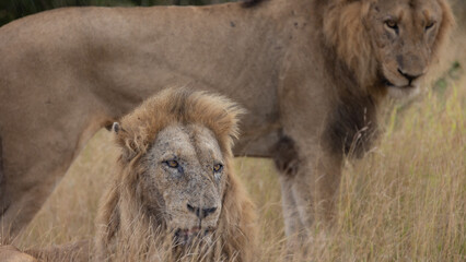 Two mature male lions in the wild