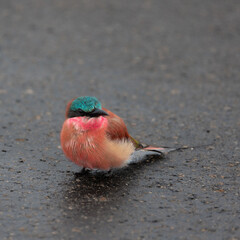 Close up of a southern carmine bee eater