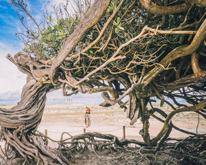 Mulher caminhando na areia com árvore da preguica como moldura. Atrativo do passeio Leste em...