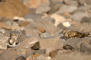 Ruddy turnstones Arenaria interpres. El Confital. La Isleta Protected Landscape. Las Palmas de Gran Canaria. Gran Canaria. Canary Islands. Spain.