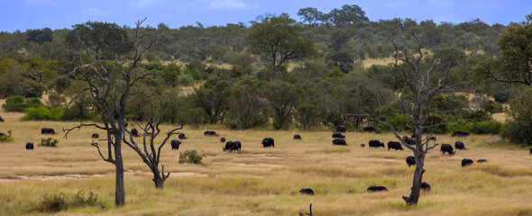 Fototapeta na wymiar A large herd of African buffalo
