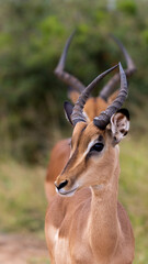 Impala rams on high alert