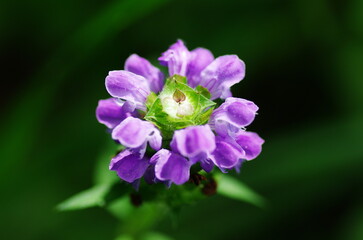 Fototapeta premium ウツボグサ