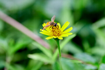 Close-up flower fly on singapore dasiy flower in the garden