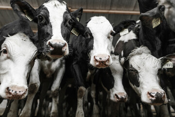 happy cows on the farm. Farm business concept. Farm cow care . Healthy dairy cows are fed fodder...