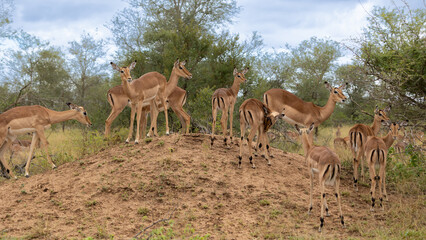 Fototapeta na wymiar Herd of impala on a termite mound