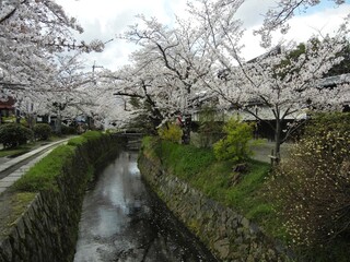 Tetsugakuno-michi  Promenade between Ginkaku-ji Temple and Nannzen-ji Temple in Kyoto City in Japan 日本の京都市にある銀閣寺と南禅寺の間の遊歩道哲学の道