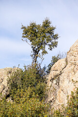 natural park formed by granite rocks called La Pedriza in the Sierra de Guadarrama, Madrid