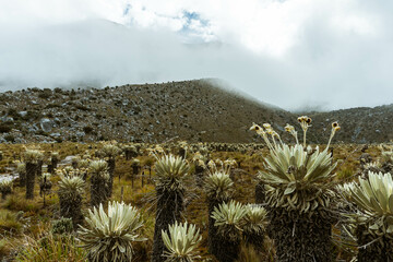 Paramo Ecosystem in Colombian Andes, Cocuy National Park